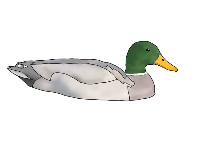 Duck